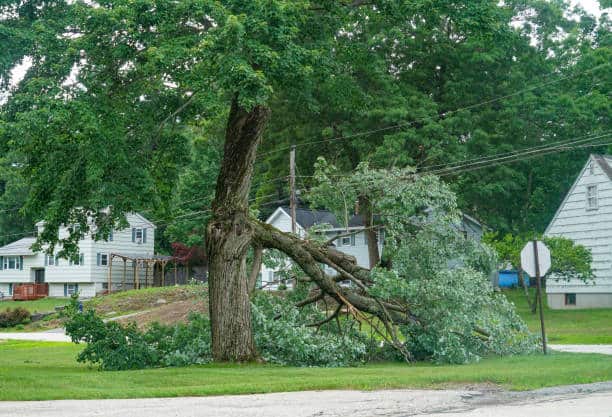 Emergency storm damage tree service Dallas