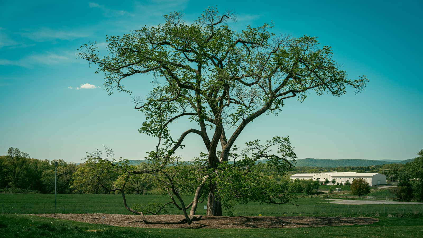 Tree cabling and bracing service Dallas