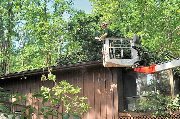 Tree removal service in Dallas TX