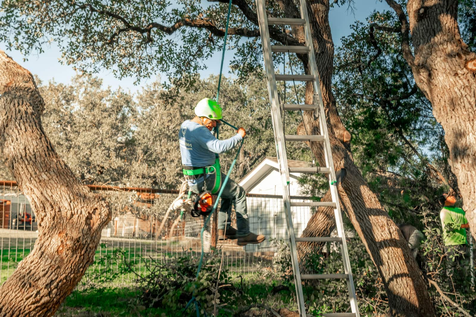 Tree trimming and pruning service in Dallas